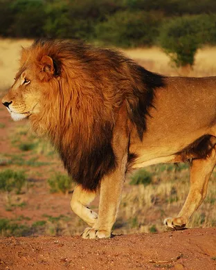 The Lion King Jr. San Jose